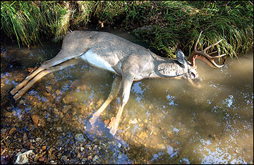 In Missouri, deer infected with hemorrhagic disease often die quickly and are found near water