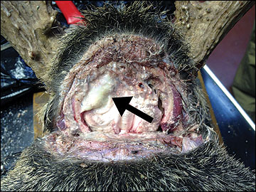 Brain abscesses are more commonly found in mature bucks due to intense fighting