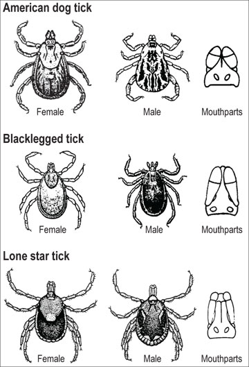 The three ticks most commonly found on deer in Missouri are the American dog, blacklegged and lone star ticks