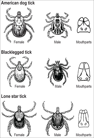 deer mites on humans