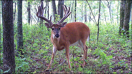 Figure 1. Many landowners are interested in improving deer  habitat on their property