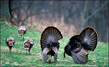 A variety of wildlife can benefit from  wildlife management cooperatives