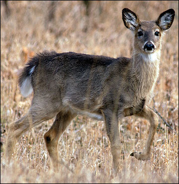 Increasing the quality and quantity of fawning habitat