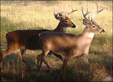 Increasing the number of bucks