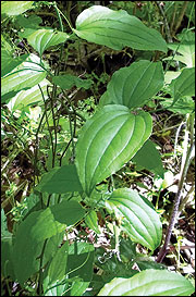 The protein in plants such as greenbrier can vary dramatically