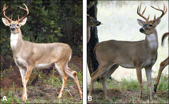 Managing for White-tailed Deer in Missouri: Setting and Accomplishing ...