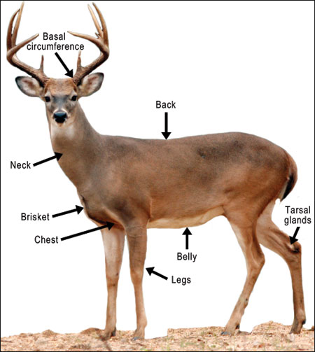 deer image identifying characteristics of the body