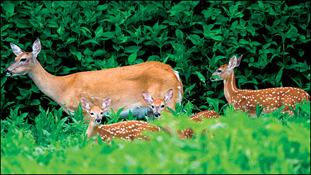 Attract deer to your property