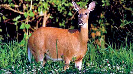 Food plots can provide supplemental food sources