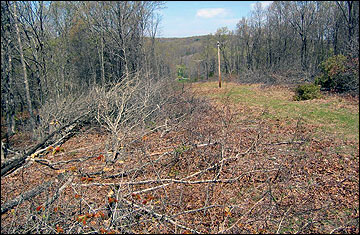 Establishing a food plot along a woodland edge