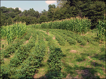 Visual barriers and screening cover such as hedgerows or corn plantings provide security for deer
