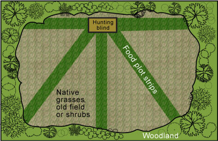 Food plot designs 