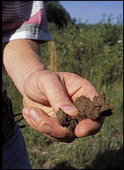 Collect samples and have the soil tested