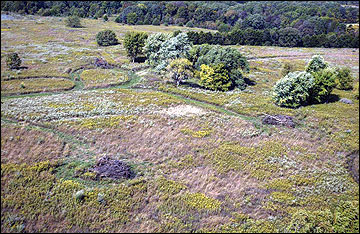 Early successional vegetation benefits many wildlife species