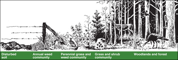 Plant communities transition from bare soil to mature hardwood forest