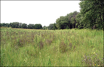 Early successional areas offer a diversity of plants types