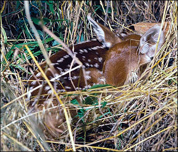 During the first weeks of life, fawns conceal themselves to avoid predators