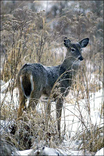 Native grasses that are 3 to 6 feet tall can provide ideal cover for deer in winter