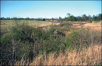 Oaks provide food and cover for numerous wildlife species