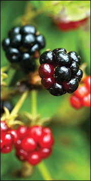 blackberry