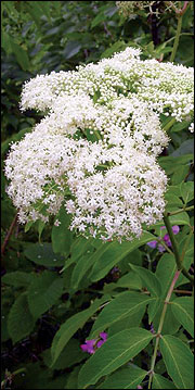 Elderberry