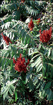 Sumac