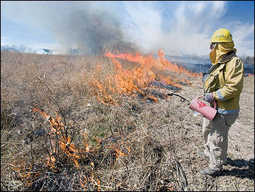 The use of controlled fire is one of the best ways to maintain early successional areas