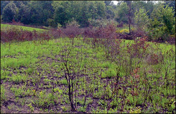 Vegetation quickly regrows after a burn