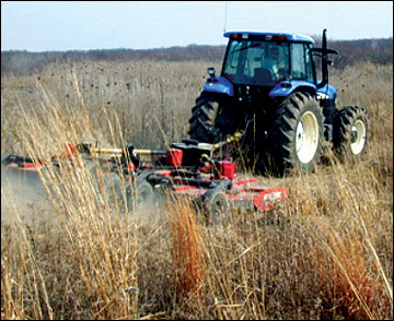 Mowing can prepare a field for early successional management