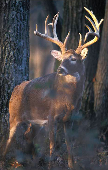 White-tailed deer use a variety of successional stages of plants
