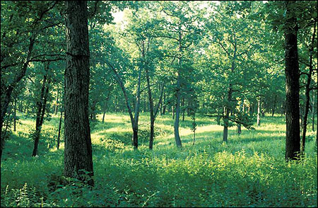 The increased sunlight reaching the ground in open woodlands stimulates the growth of vegetation