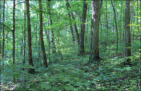 Forests are denser than woodlands