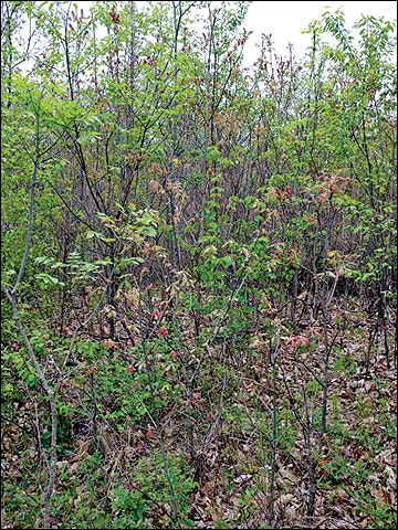 The vegetation growth that occurs after a clearcut