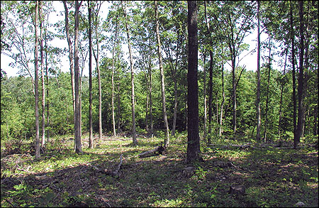 Crop trees are left during shelterwood and seed-tree cuts