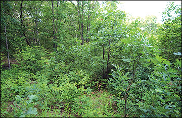 A group-selection timber harvest encourages the growth of an abundance of early successional vegetation