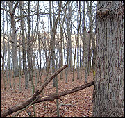 Allow more sunlight to reach the forest floor, to stimulate the growth of plants that provide forage for deer