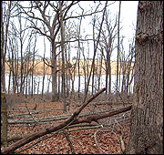 Allow more sunlight to reach the forest floor, to stimulate the growth of plants that provide forage for deer