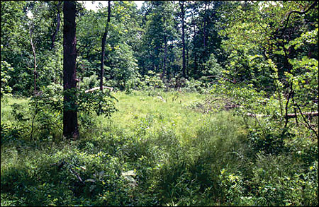 Temporary openings in a forest stand promote not only habitat diversity but also oak regeneration