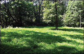 Permanent openings can be created within a forest stand to provide habitat diversity