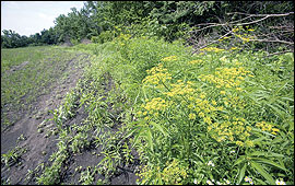 Many wildlife species benefit from edge habitats