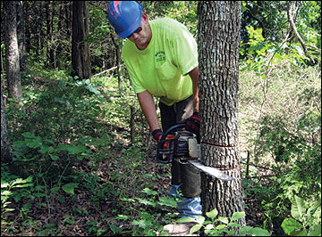 To thin trees near the edge of a woodland tract, cut or girdle them and treat them with a herbicide