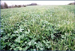 Cover crops in a field.