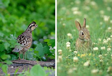 A bobwhite quail in a field, and a cottontail rabbit in a field.