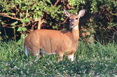 A white-tailed deer in cover crops.