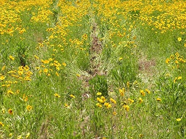 A field of native legume and forb cover crops.