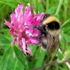 A bumble bee on a flower.