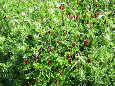 A field of crimson clover.