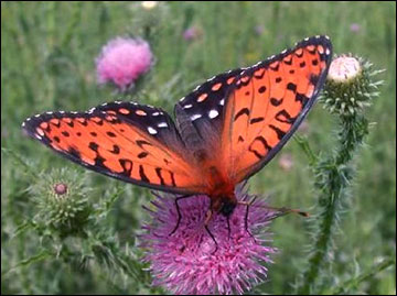 Pollinating insect