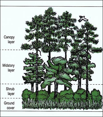 Birds typically use a specific layer in the tree canopy for foraging and nesting