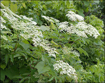 Elderberry